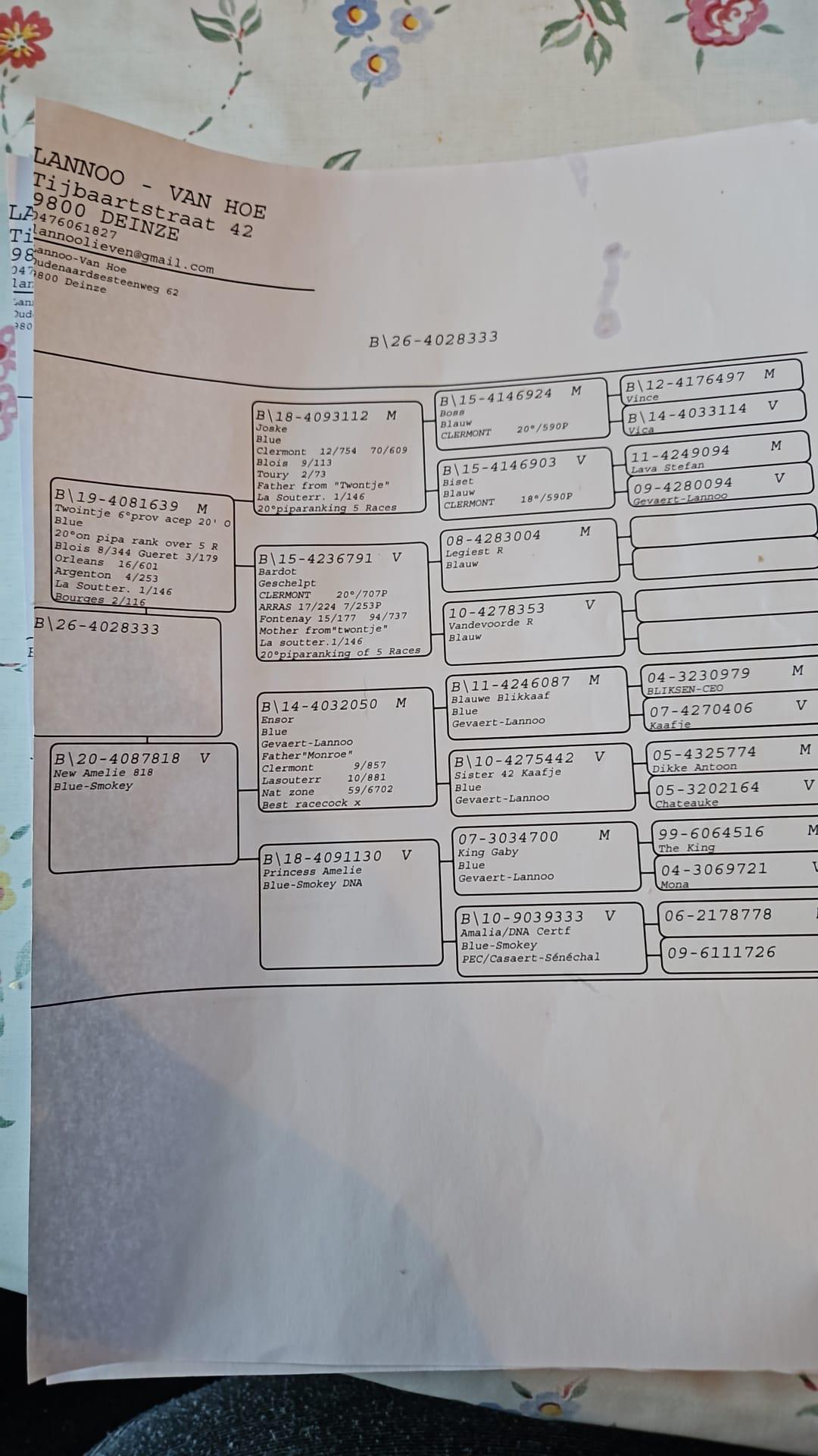 pedigree LANNOO – VAN HOE 1, DEINZE - duif ter plaatse