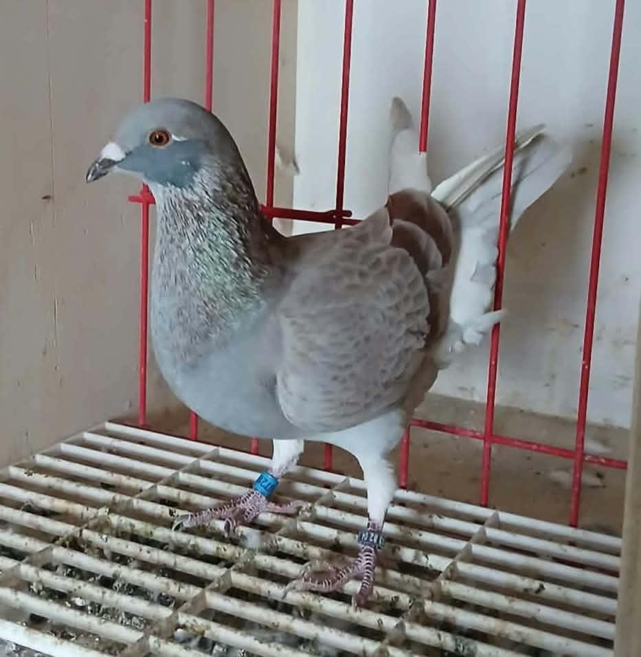 pedigree VAN DE GEHUGTE TIMMY, AALTER - duif ter plaatse