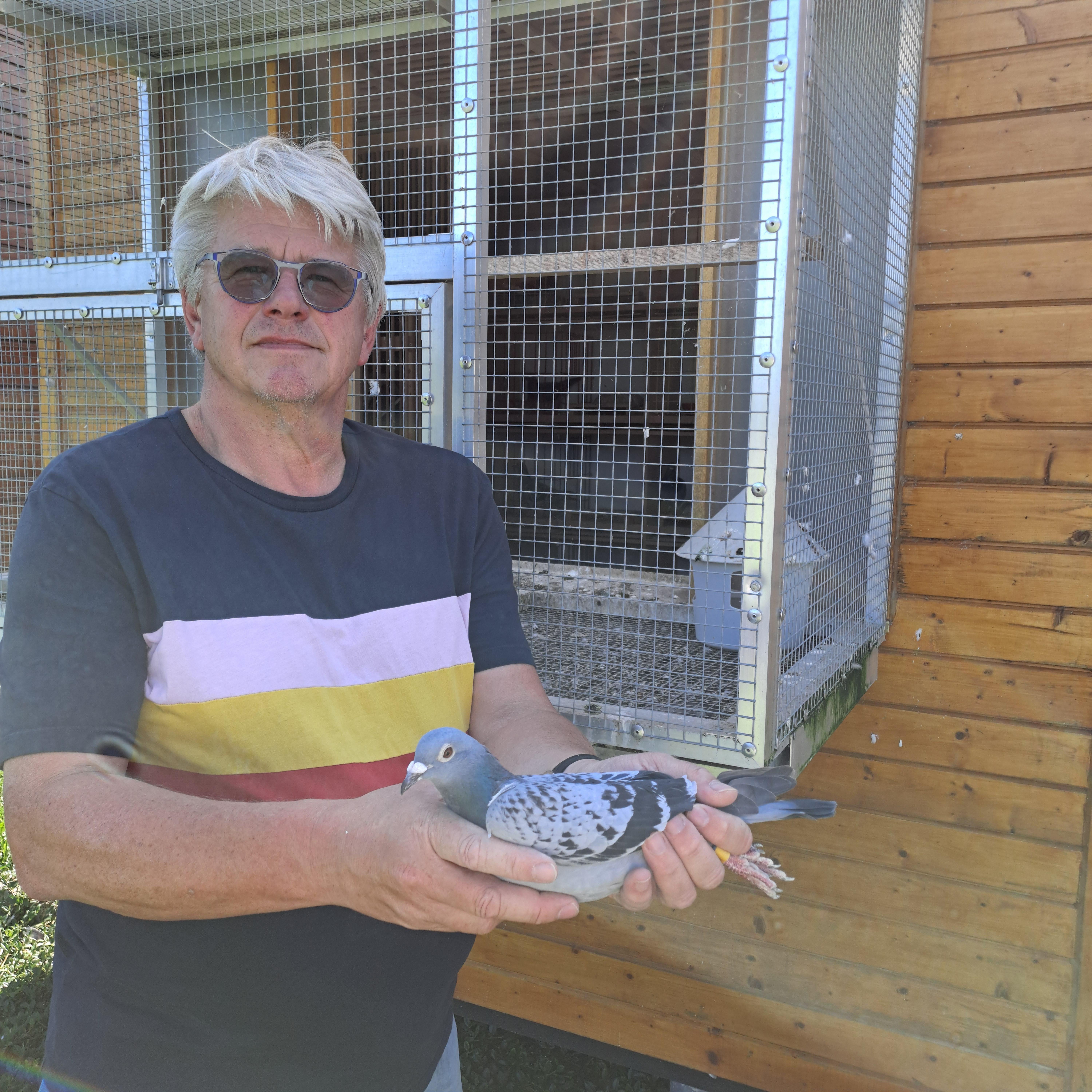 Pedigree From auction MARTENS DIRK, DEINZE - duif ter plaatse