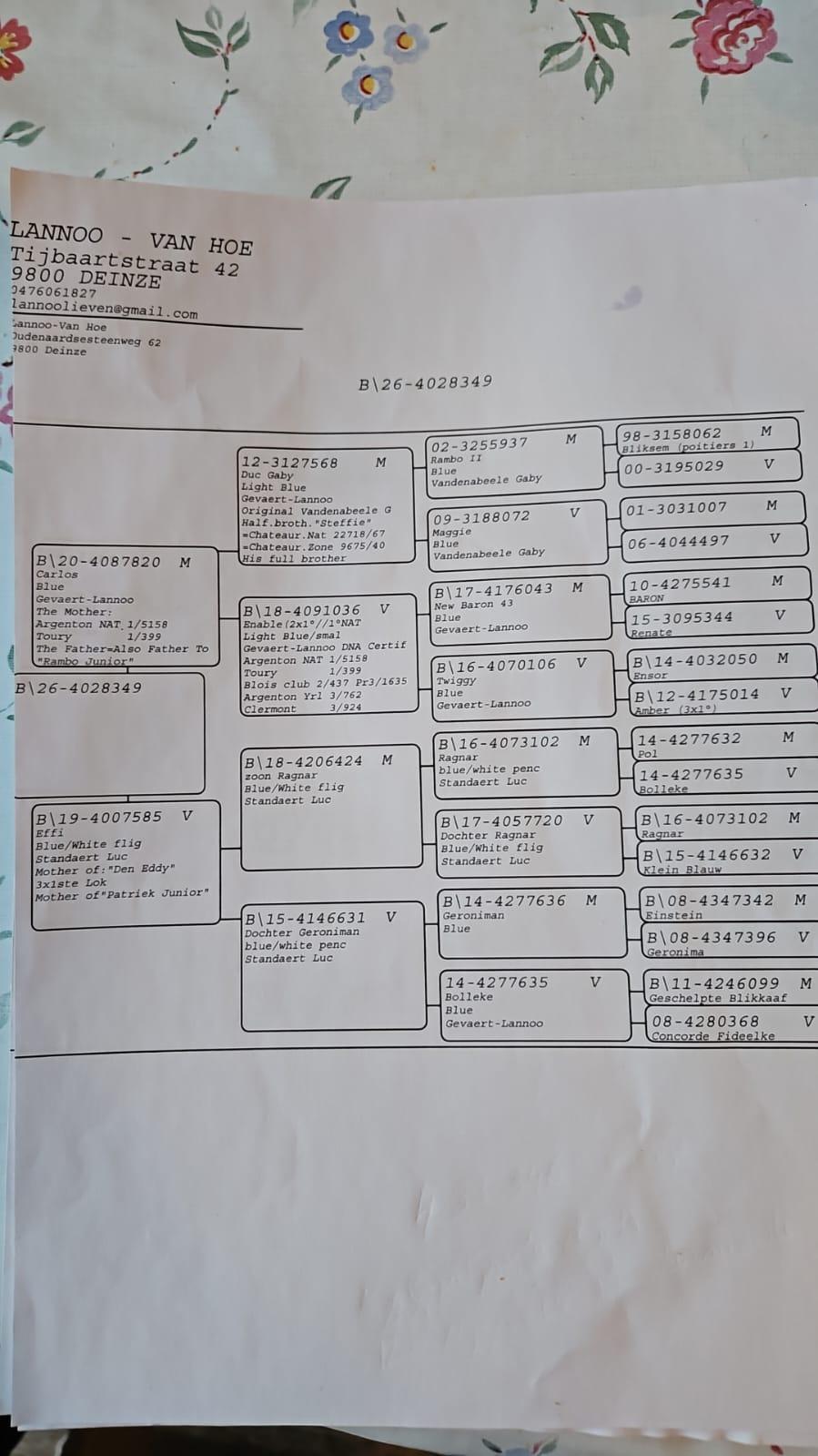 pedigree LANNOO–VAN HOE 2, DEINZE - duif ter plaatse