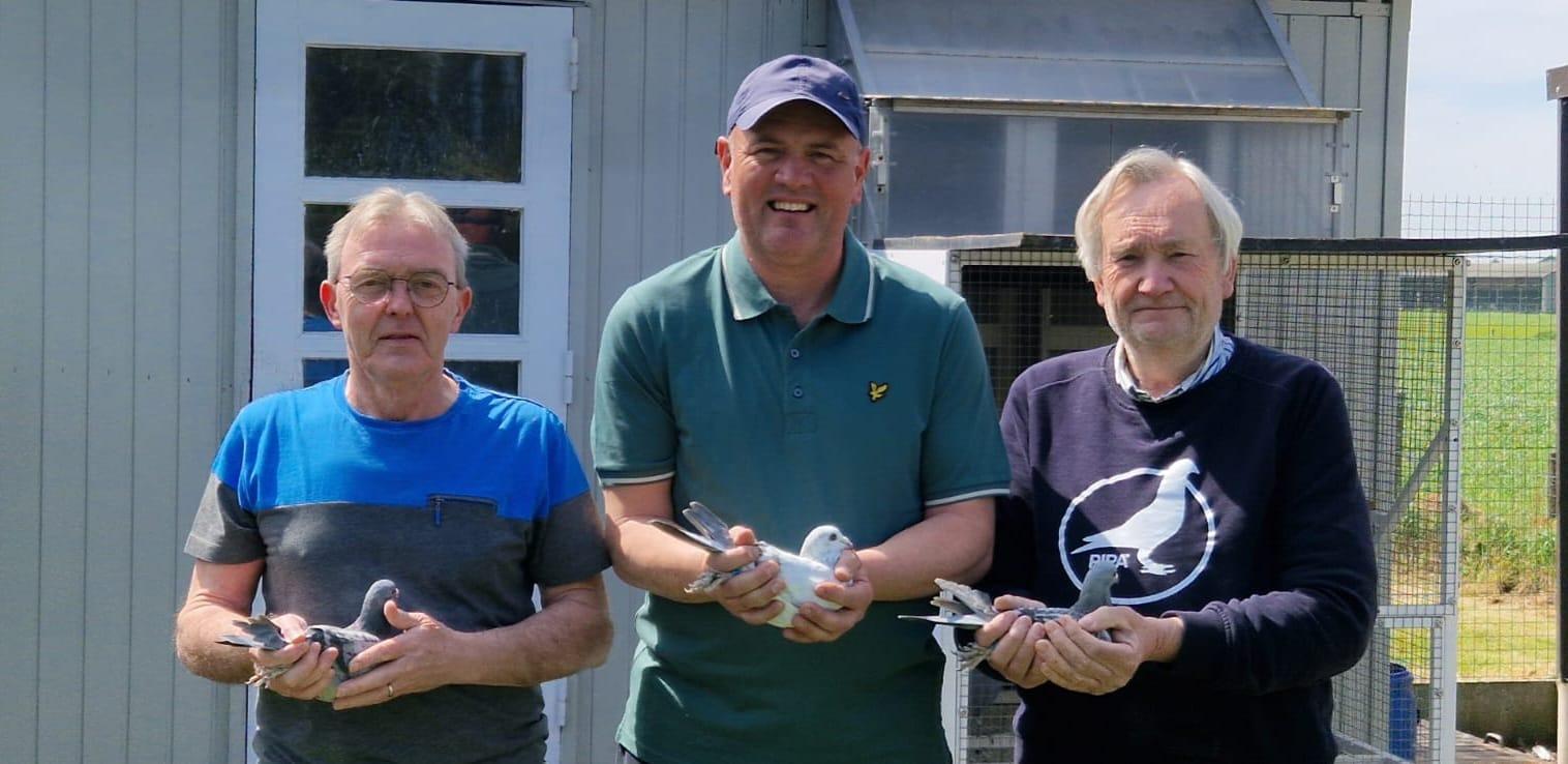 pedigree STEYAERT – VAN DE MEERQSCHAUT, PETEGEM - duif ter plaatse