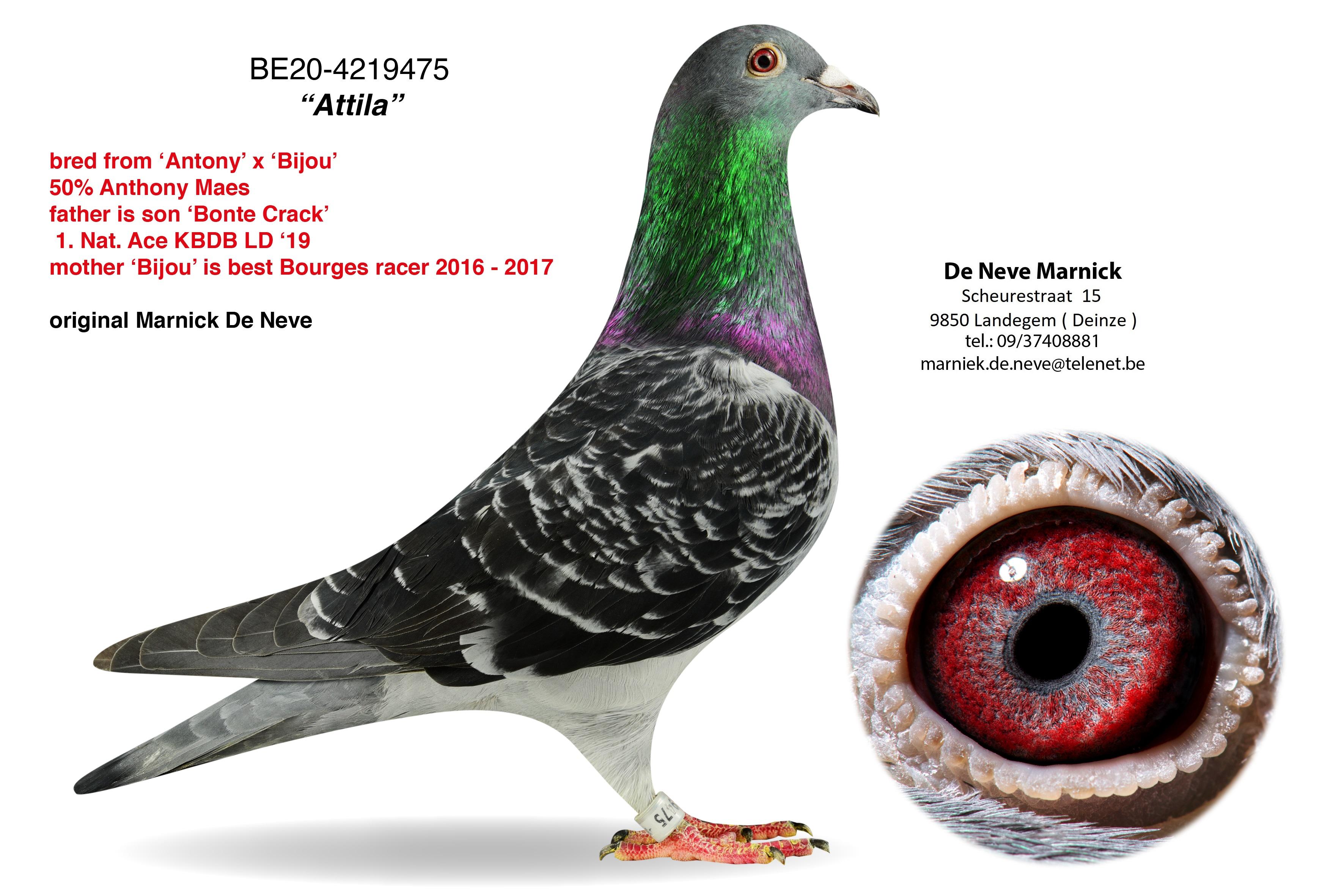 DE NEVE MARNICK, LANDEGEM - duif ter plaatse - Family