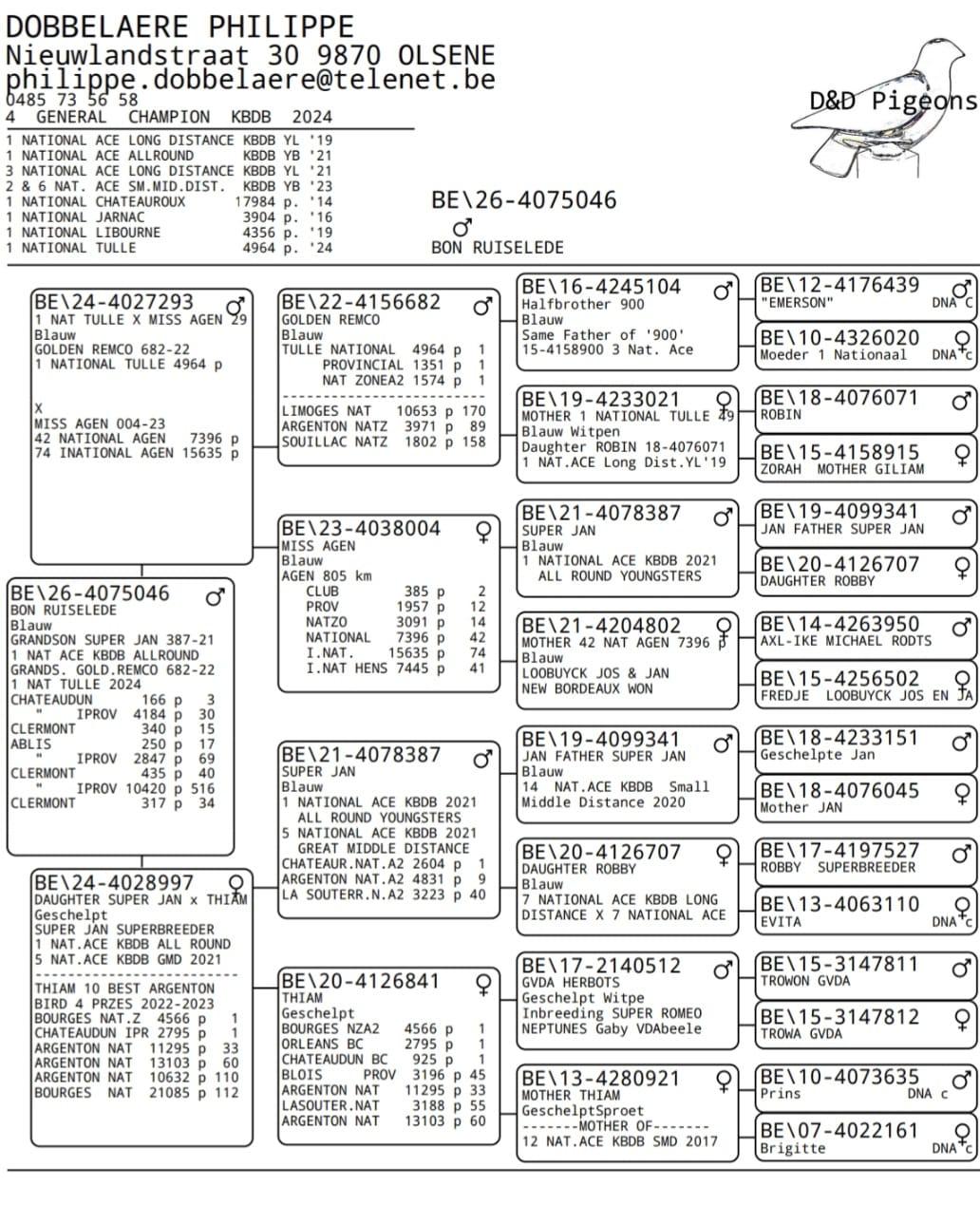 pedigree DOBBELAERE PHILIPPE, OLSENE