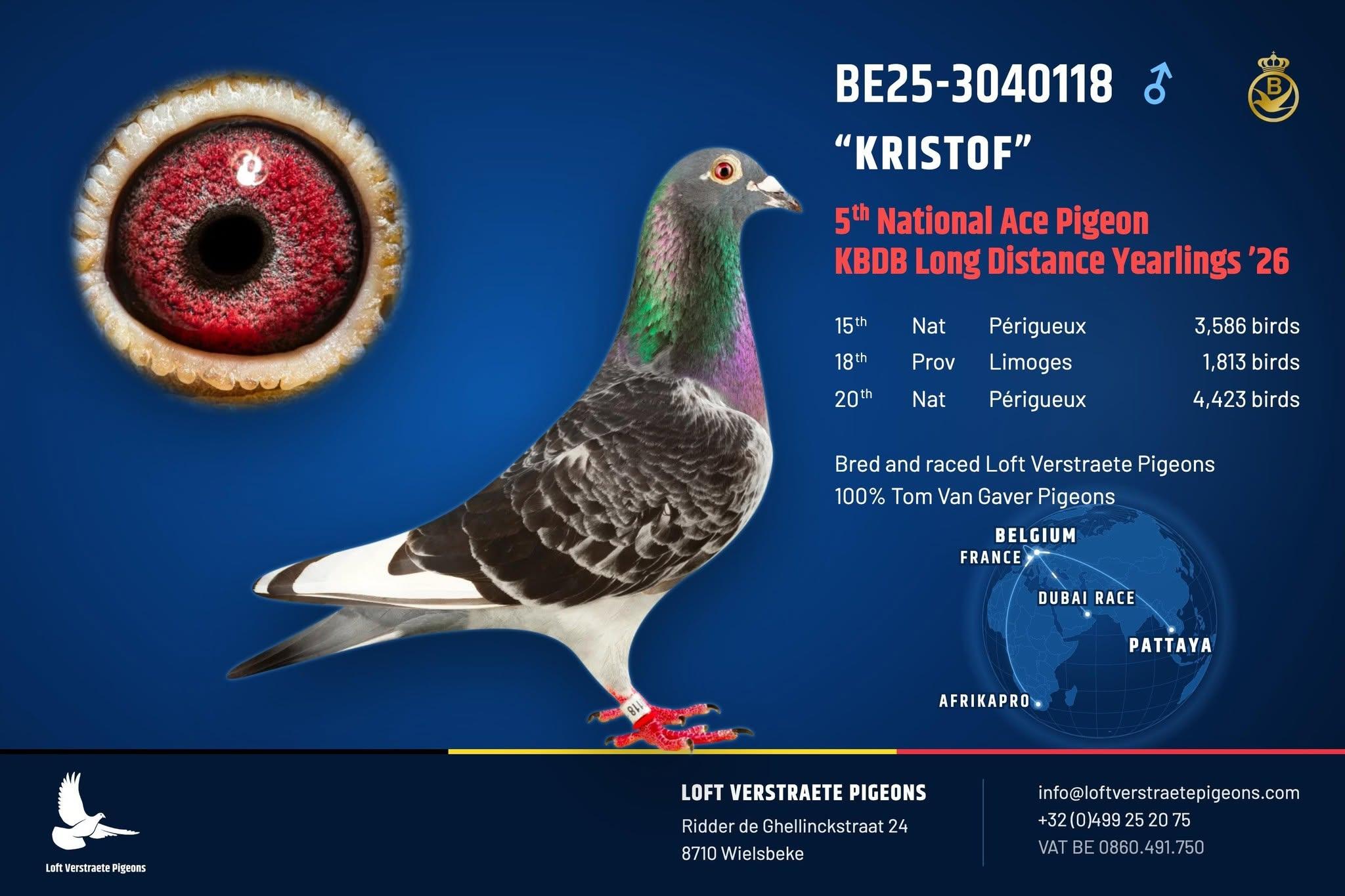 LOFT VERSTRAETE PIGEONS – VERSTRAETE KRISTOF, WIELSBEKE            - Family