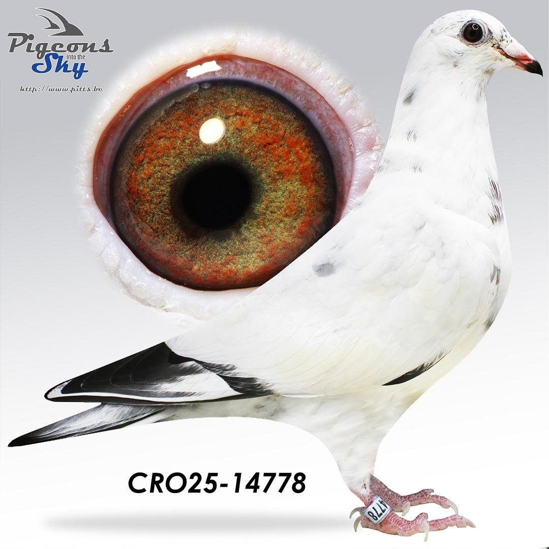Pattaya Roze 778