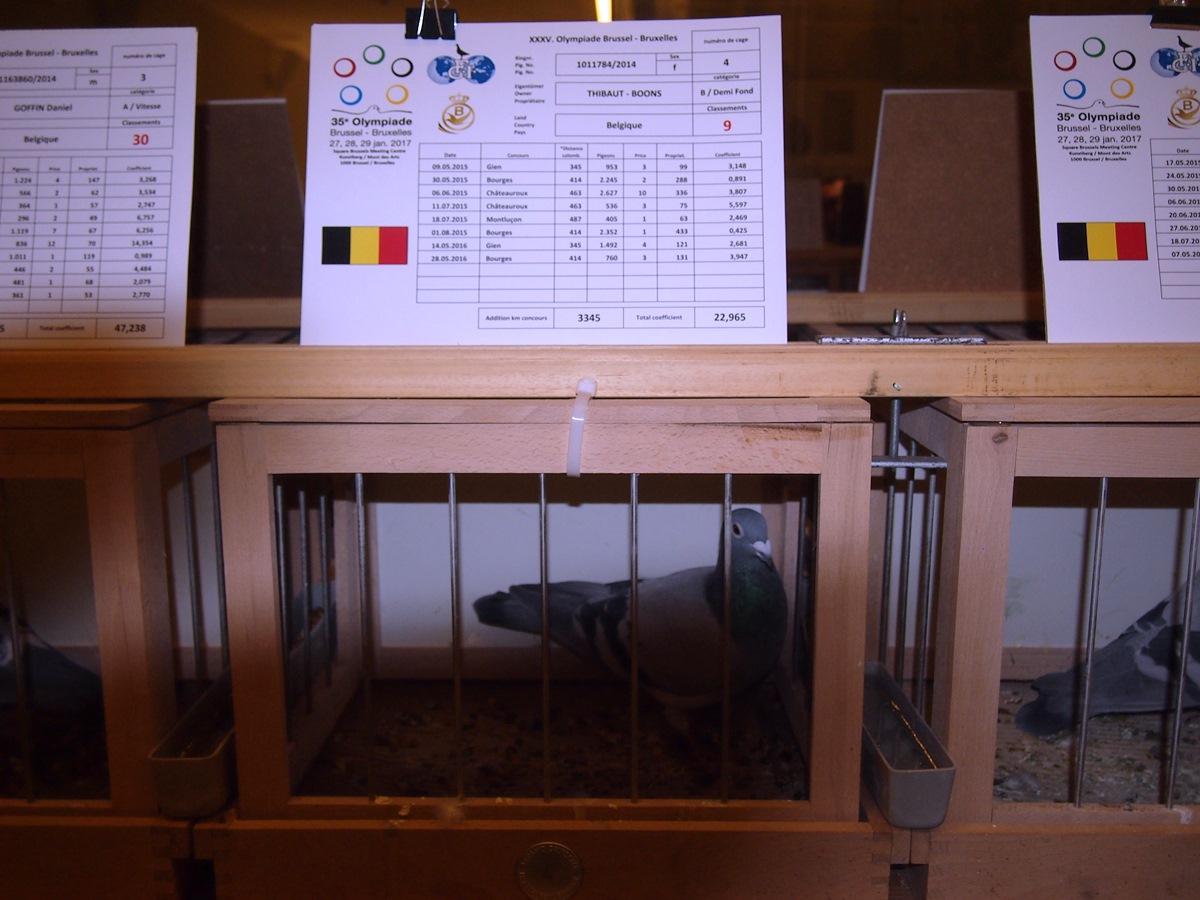 2017-01-28-olympiade-sport-21-thibautboons.jpg