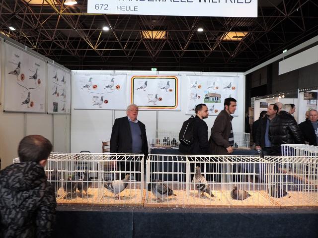 fugare-2017-belgische-duiven-mochten-tentoongesteld-worden.jpg