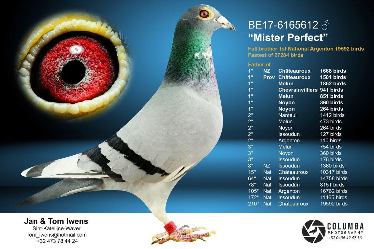 pitts-iwens-jt-pitts-be17-6165612-mister-perfect-foto-1.jpg