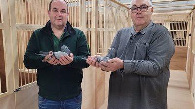 Van der Linde Pigeons (Vollenhove – NL)