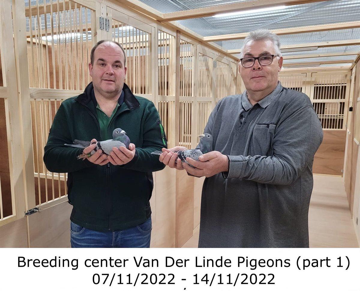 van-der-linde-pigeons.jpg