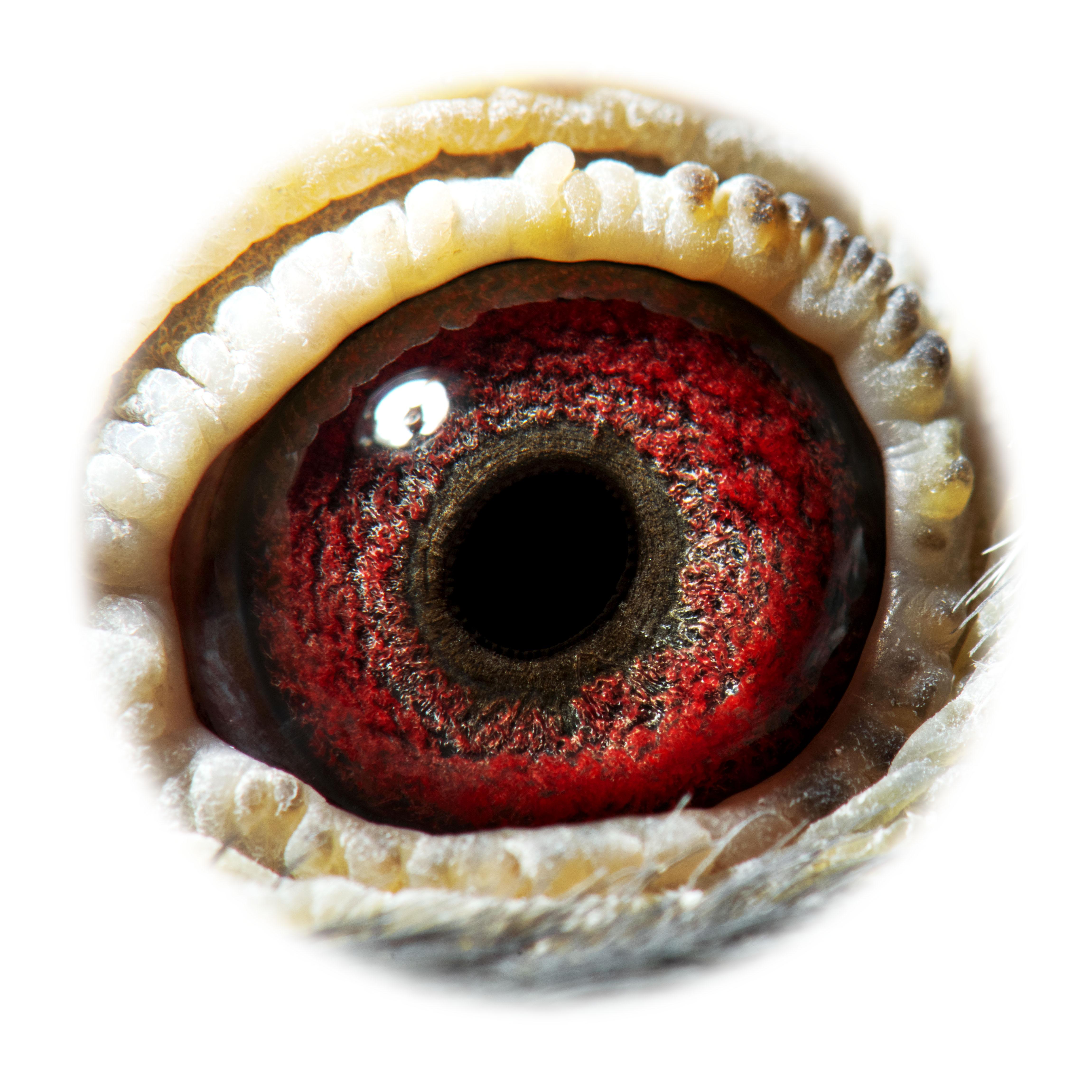 pitts-be19-6075283-pitts-oog-1-pitts.jpg