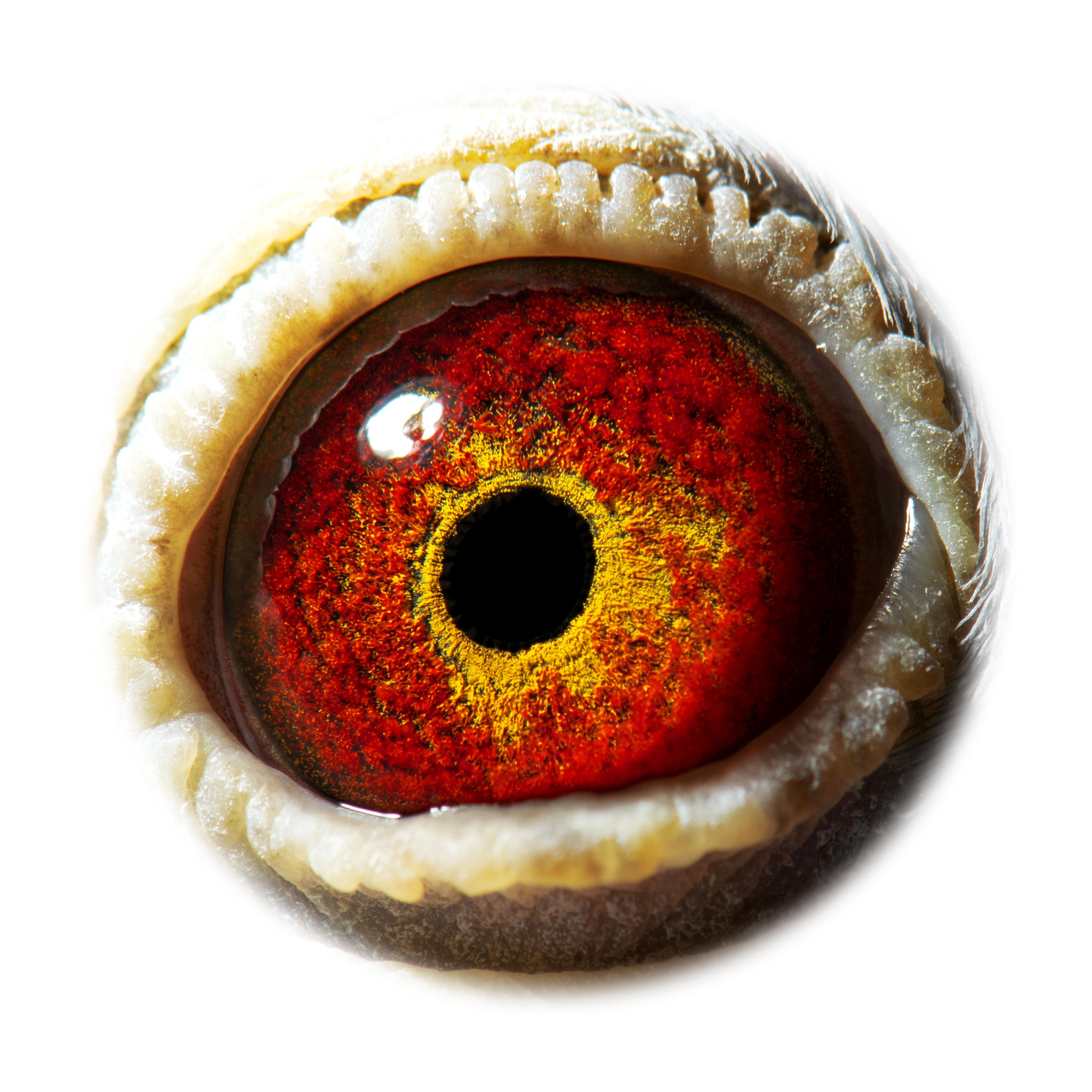 pitts-be16-6043149-pitts-oog-1-pitts.jpg