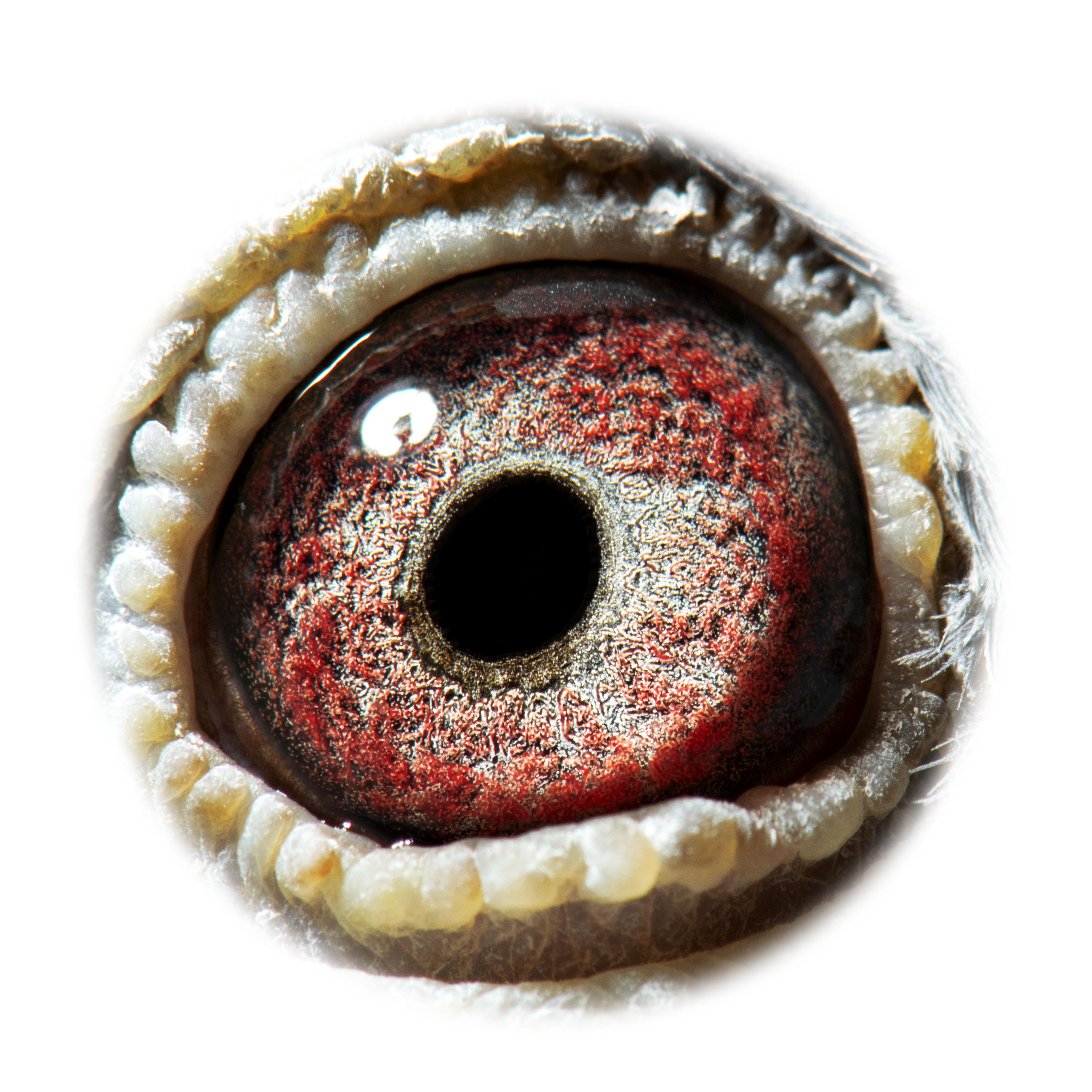 pitts-be17-6065094-pitts-oog-1-pitts.jpg