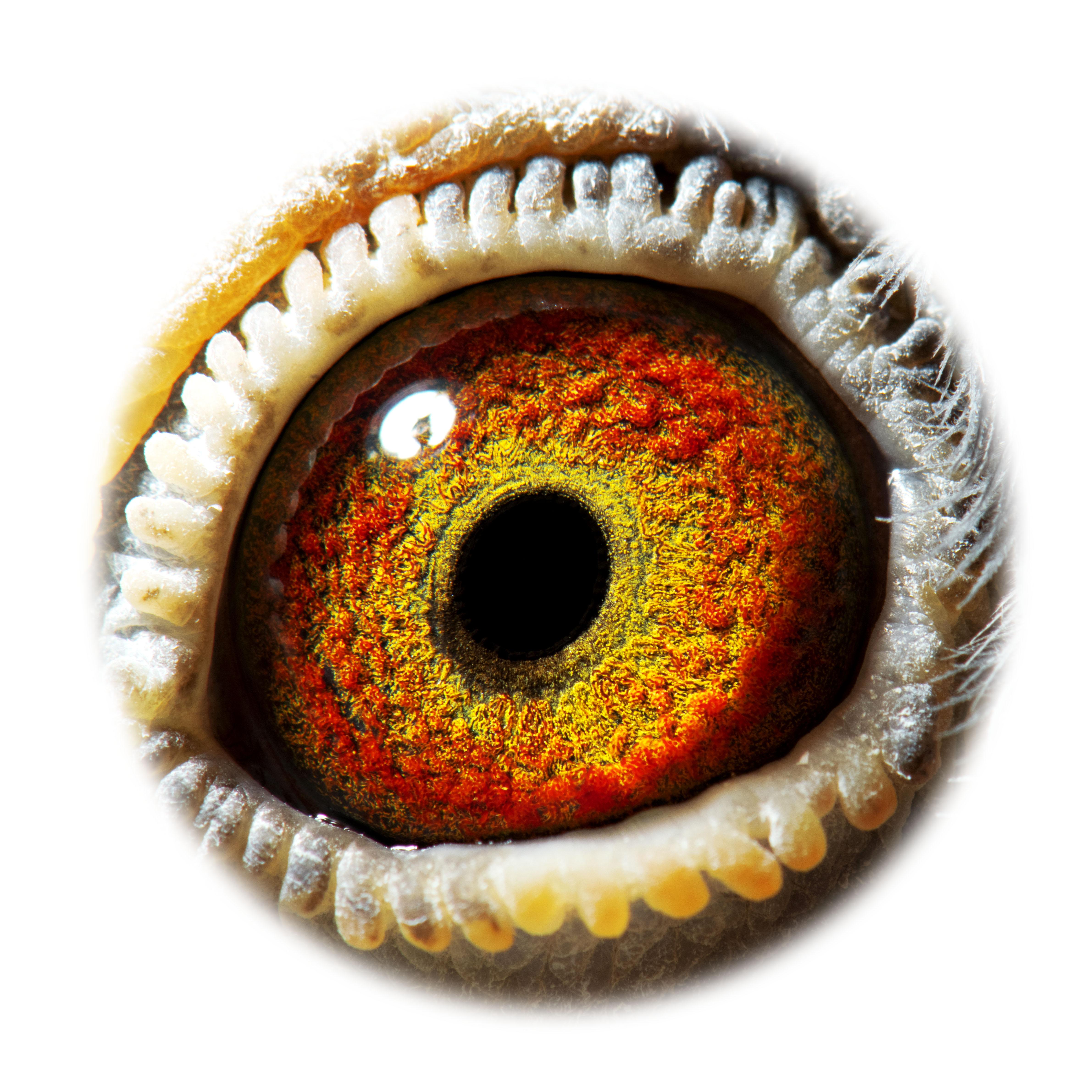 pitts-be18-6053131-pitts-oog-1-pitts.jpg