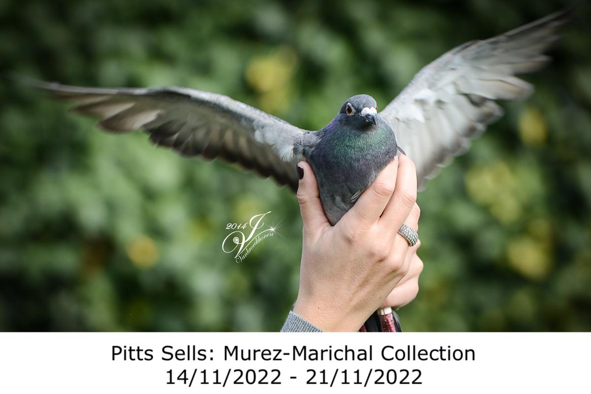 murez-marichal.jpg