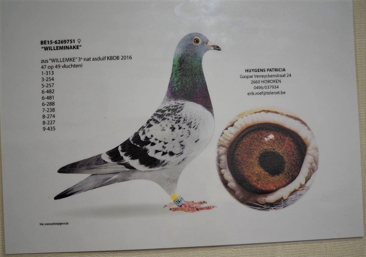 BE15-6269751 'Willeminake' >ROEF-DE VOOGT (Geel)