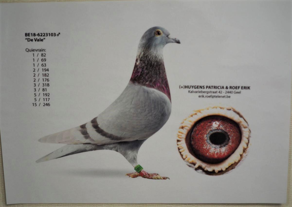 BE18-6223103 'De Vale' >ROEF-DE VOOGT (Geel)