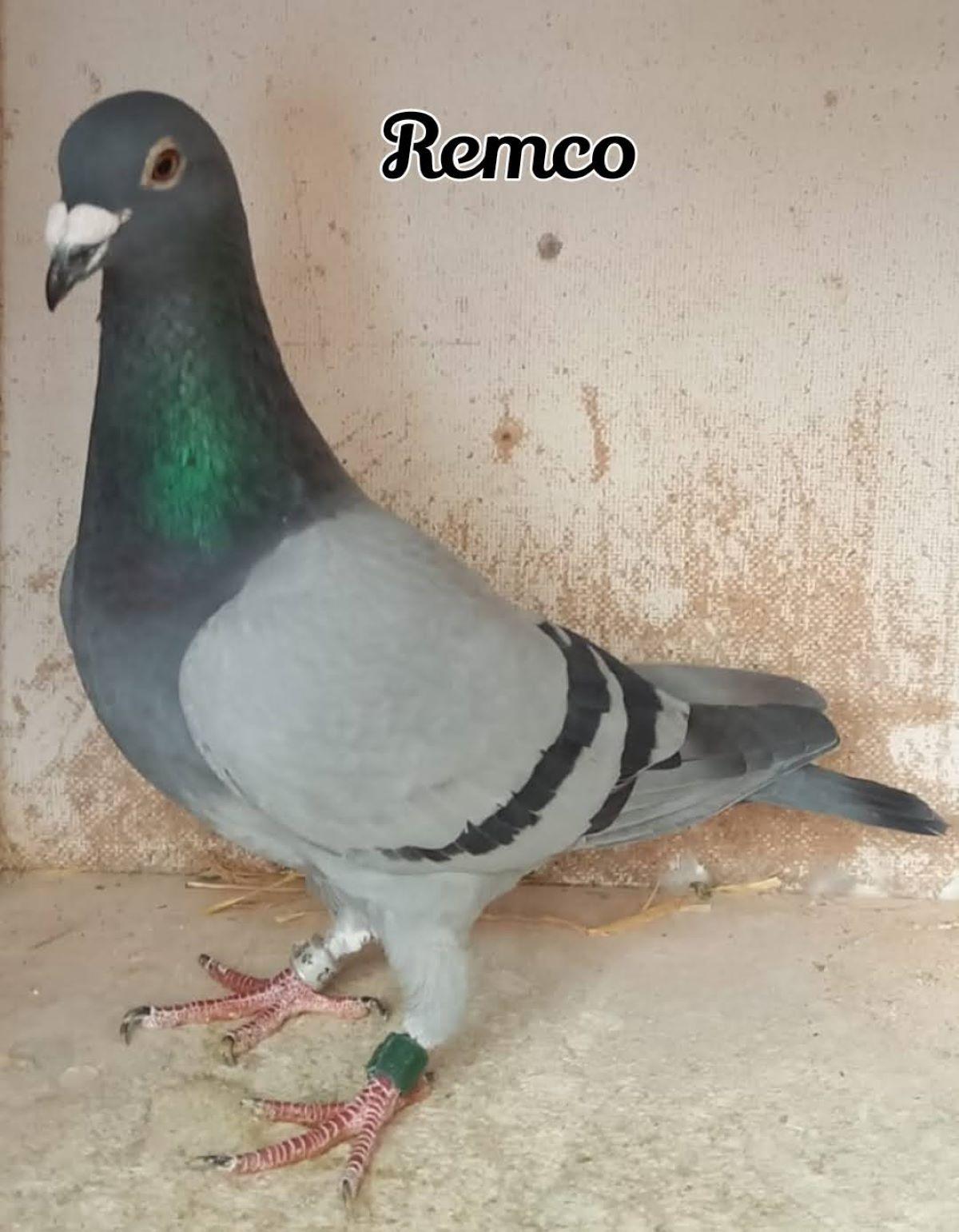 pitts-verstraetenvierendeels-pitts-be20-5049352-remco-foto.jpg