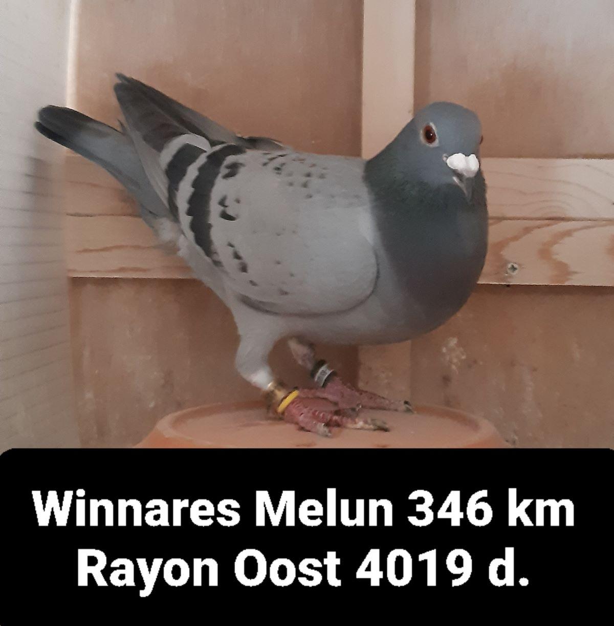 pits-comb-vdwielschreuder-pitts-nl20-1649105-boscheind-flyers-105-foto-1.jpg