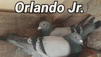 BE22-4131100 'Orlando Junior' 2eA2+25ePR Chateauroux I 22/07/23 & 3/4eOVV Chateauroux 17/06/23 & 2eOVV Chateauroux 3/06/23 >Annick Goeteyn/G Pigeons