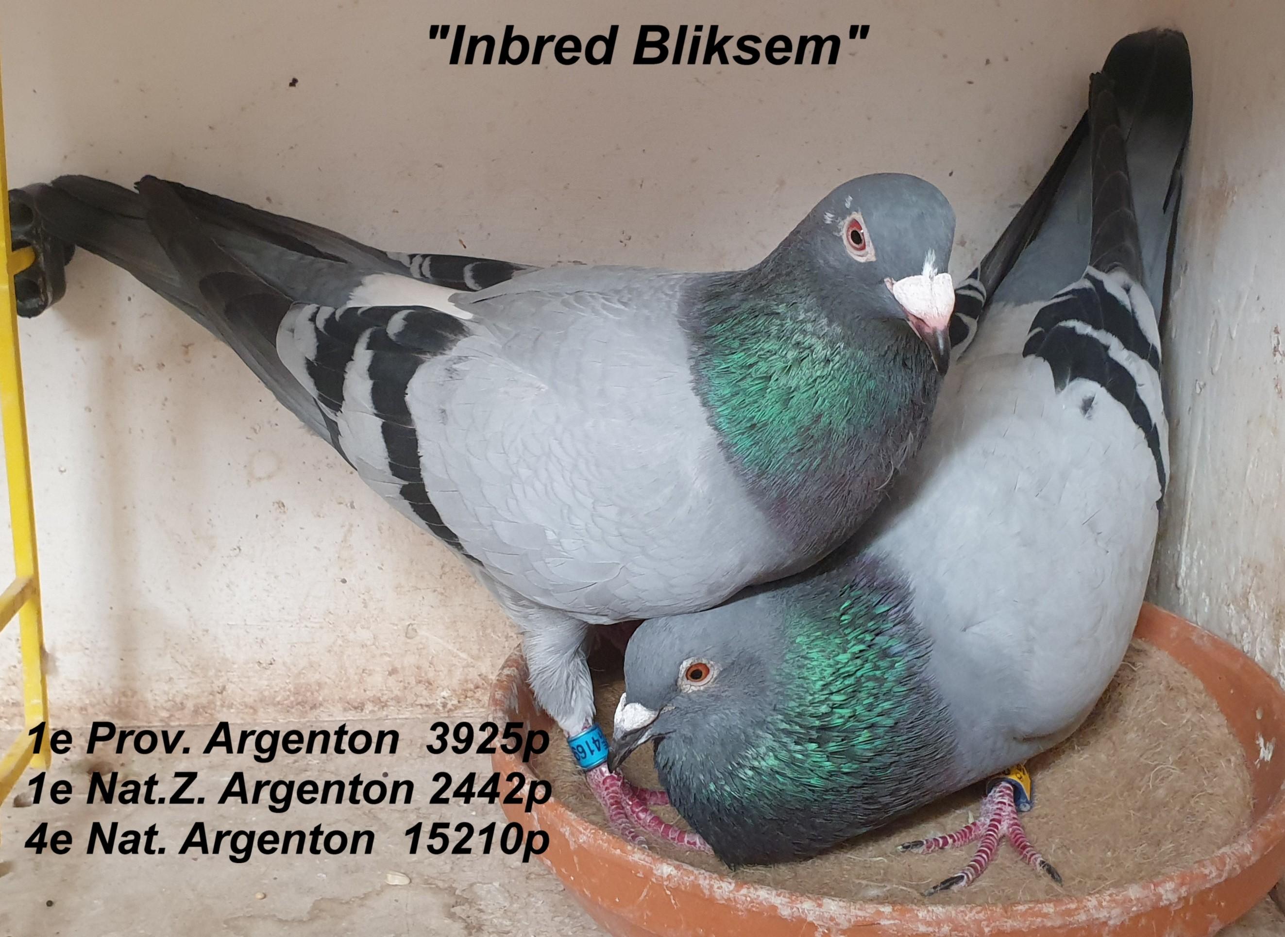 BE22-4131046 'Inbred Bliksem' 4e NAT+1e A2+1e PR Argenton 24/06/23 >Annick Goeteyn/G Pigeons