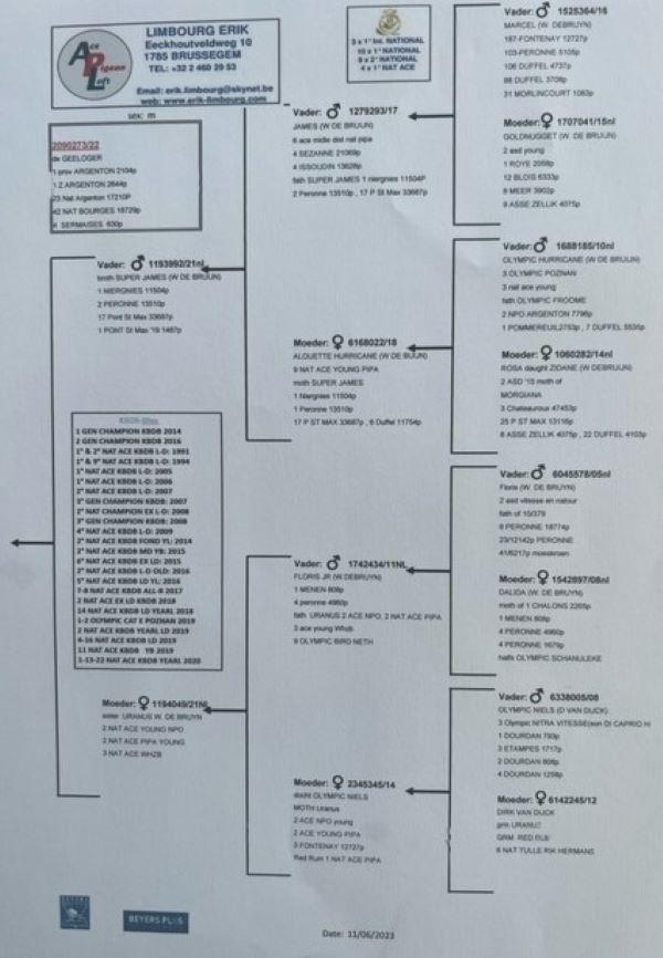 pitts-limbourg-erik-pitts-be22-200273-273-pedigree.jpg