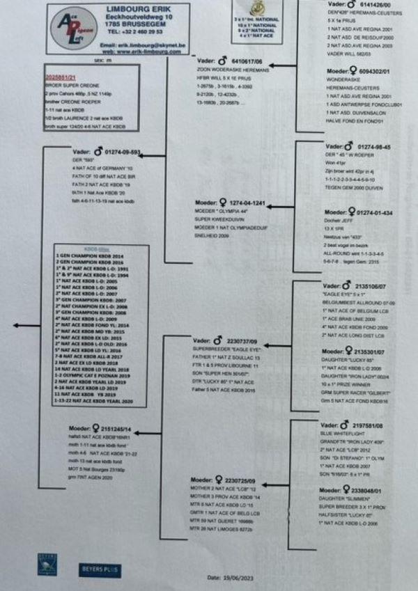 pitts-limbourg-erik-pitts-be21-2025851-851-pedigree.jpg