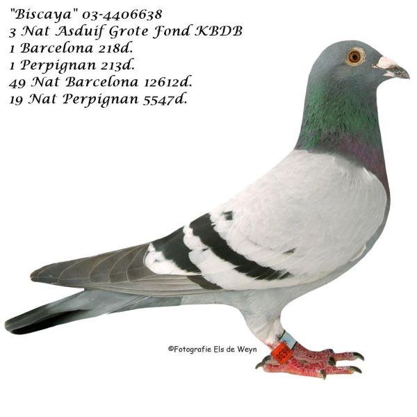 pitts-vd-bulcke-guido-pitts-be03-4406638-biscaya-foto.jpg