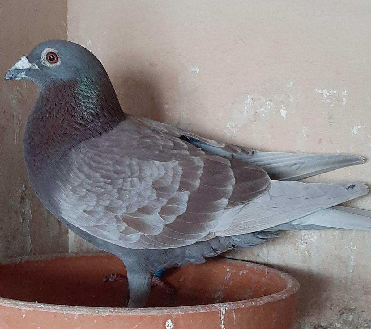 pitts-velghepatrick-pitts-be21-4007961-rhodos-pitts-foto-nest.jpg