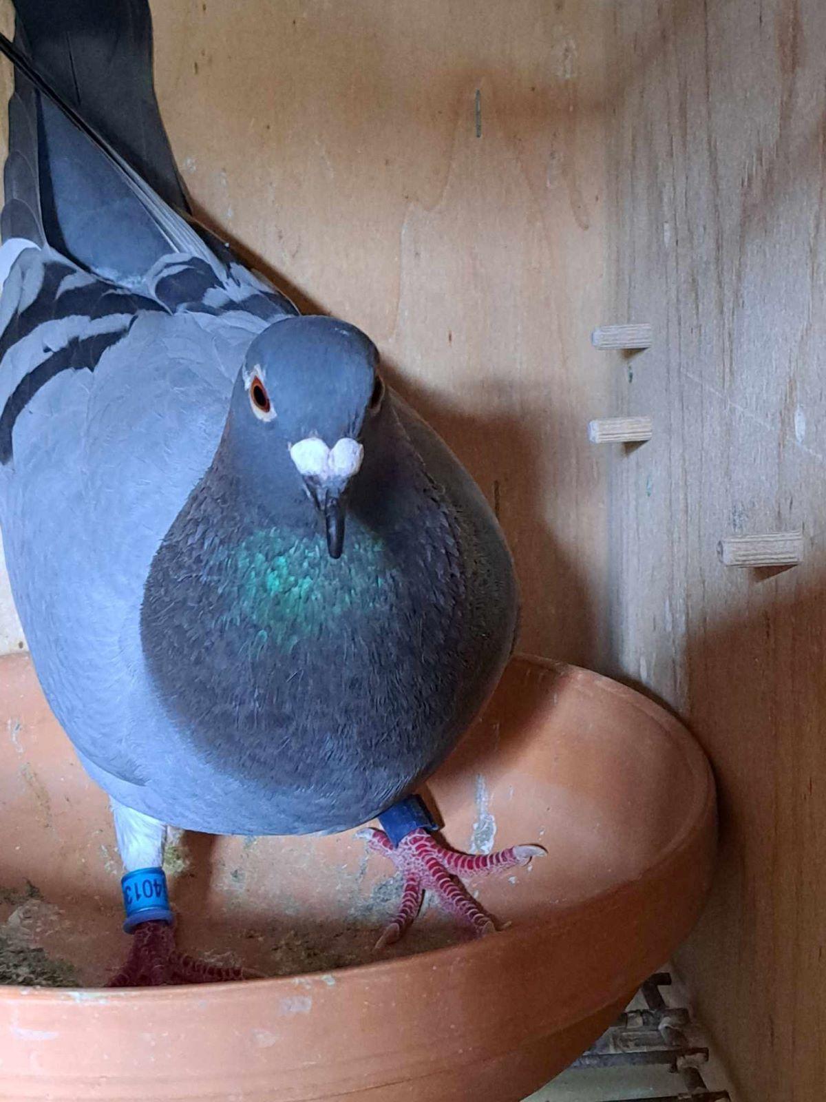 pitts-moenswb-pitts-be21-4013920-broken-breast-foto-nest.jpg