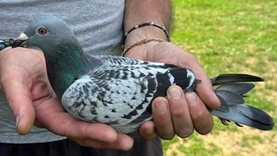 559301-pitts-famille-3d-pitts-be22-1078104-eva-foto-frontaal-croppedxs.jpg