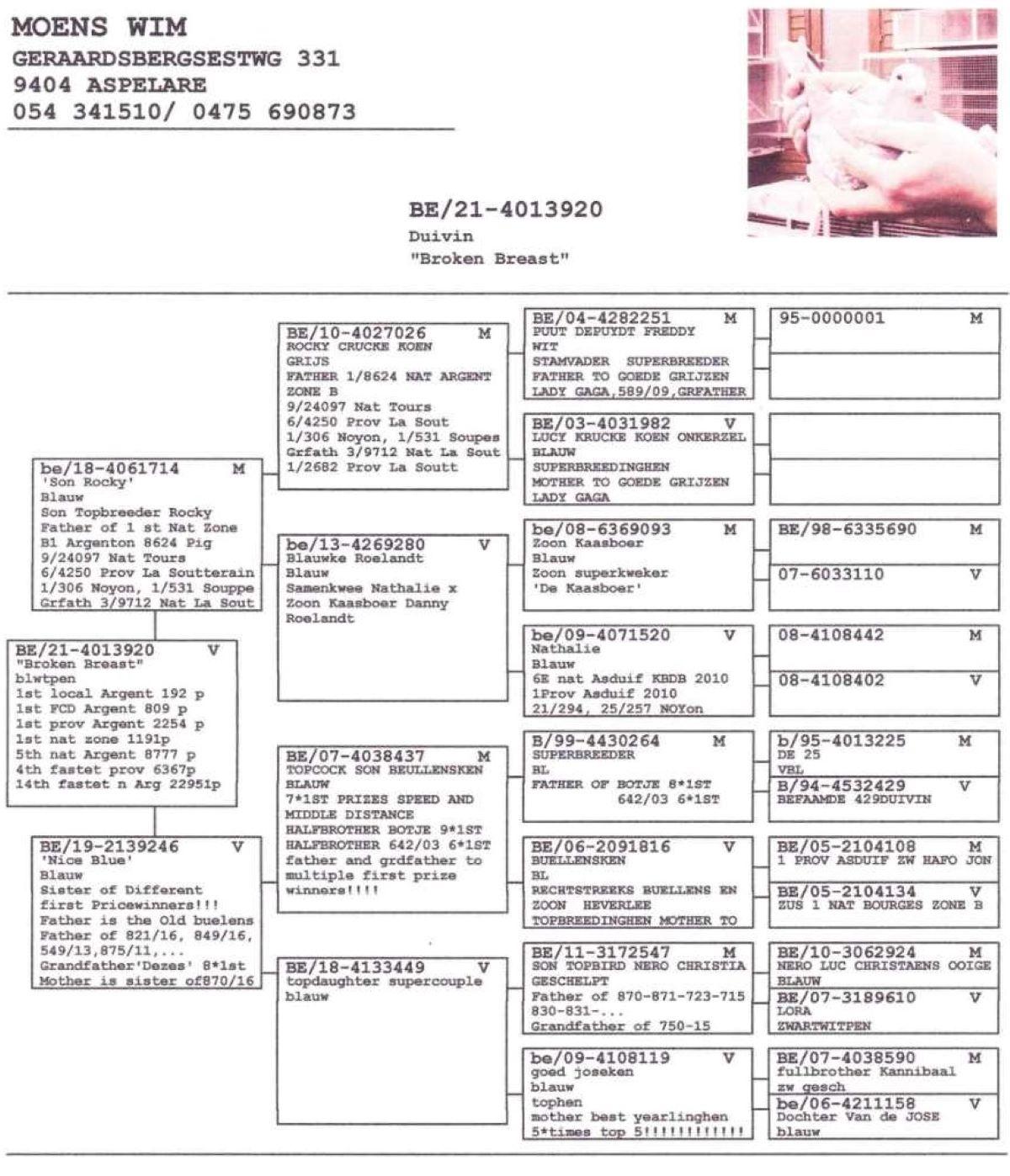 pitts-moenswb-pitts-be21-4013920-broken-breast-pedigree.jpg