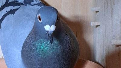 561292-pitts-moenswb-pitts-be21-4013920-broken-breast-foto-nest-croppedxs.jpg