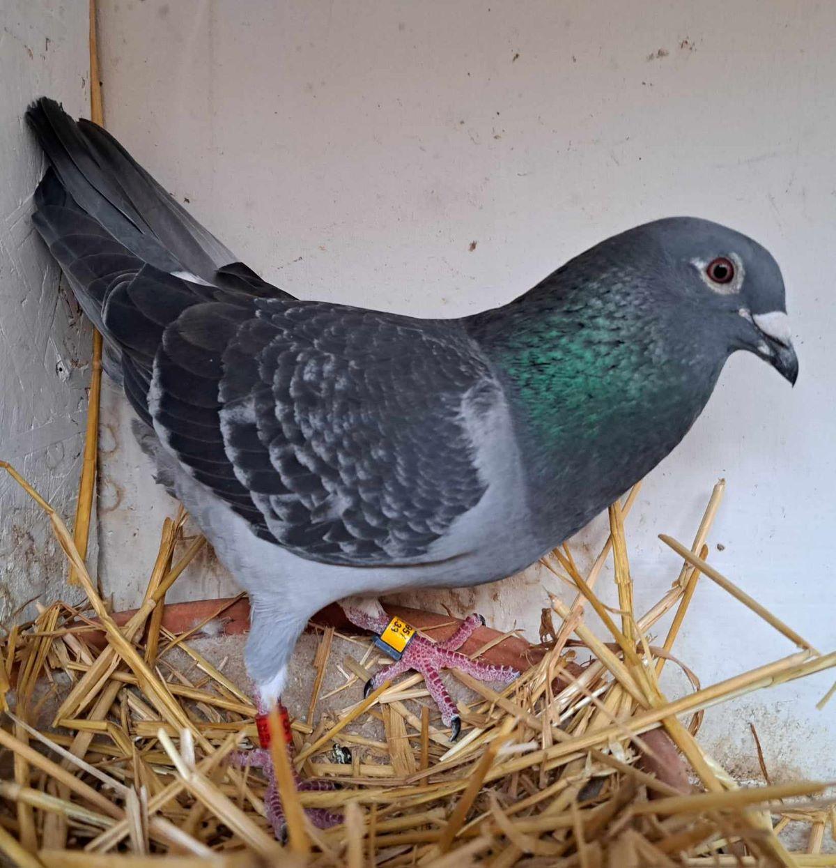 pitts-tallieug-pitts-be22-4060425-finn-li-foto-nest.jpg