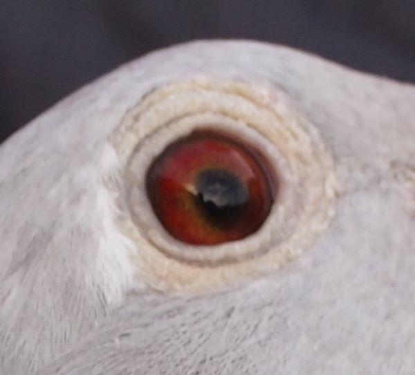 pitts-lambrechts-pigeons-pitts-be22-6032547-547-oog1.jpg
