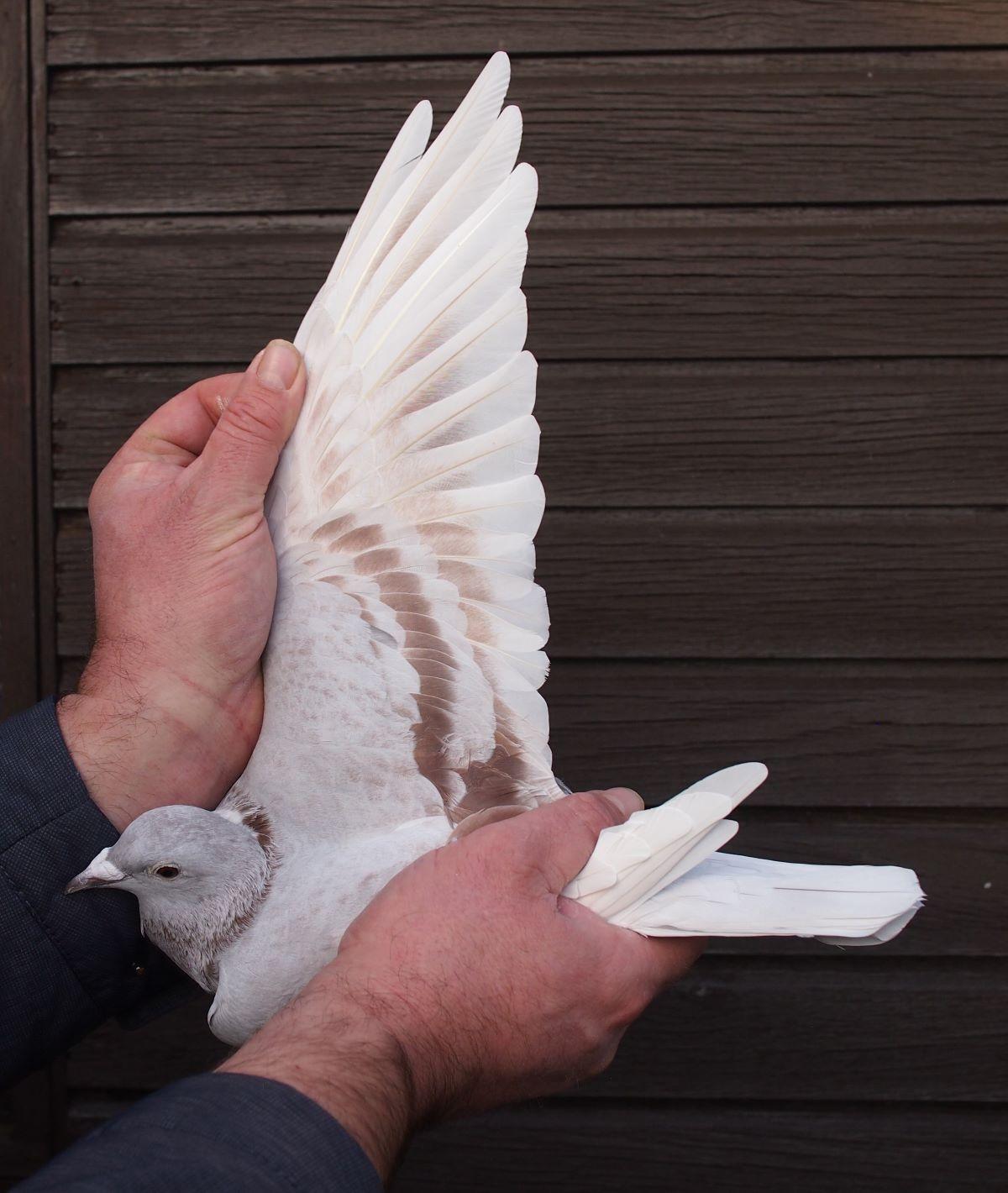 pitts-lambrechts-pigeons-pitts-be22-6032547-547-vleugel1.jpg