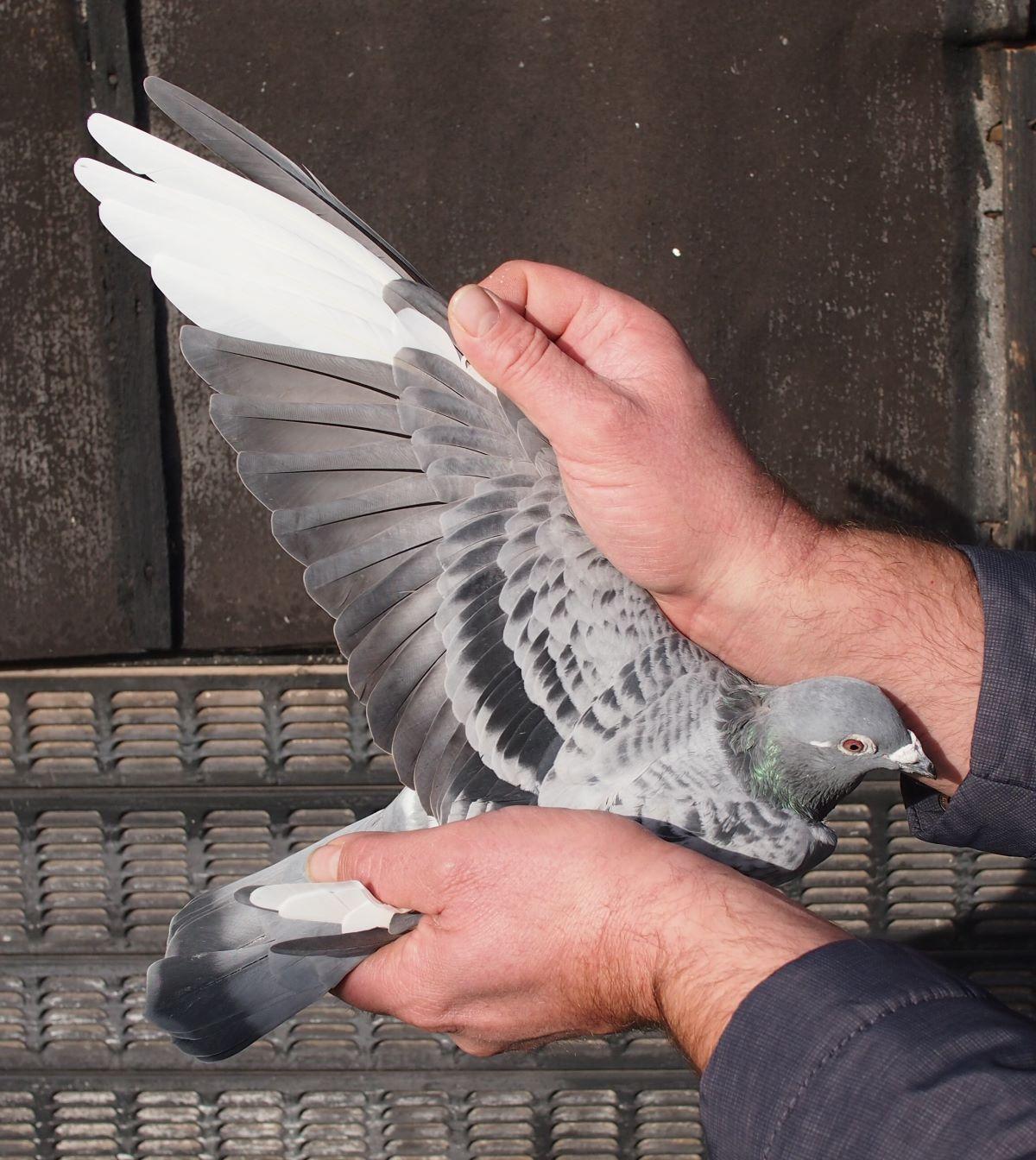 pitts-lambrechts-pigeons-pitts-be21-6033432-chateaurouke-vleugel1.jpg