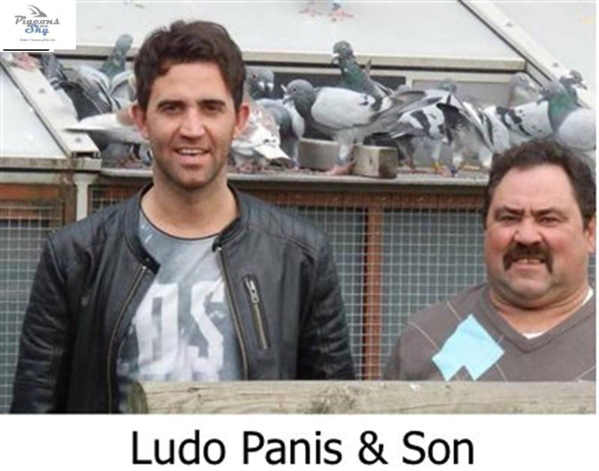 pitts-395257-ludo-thumbm.jpg