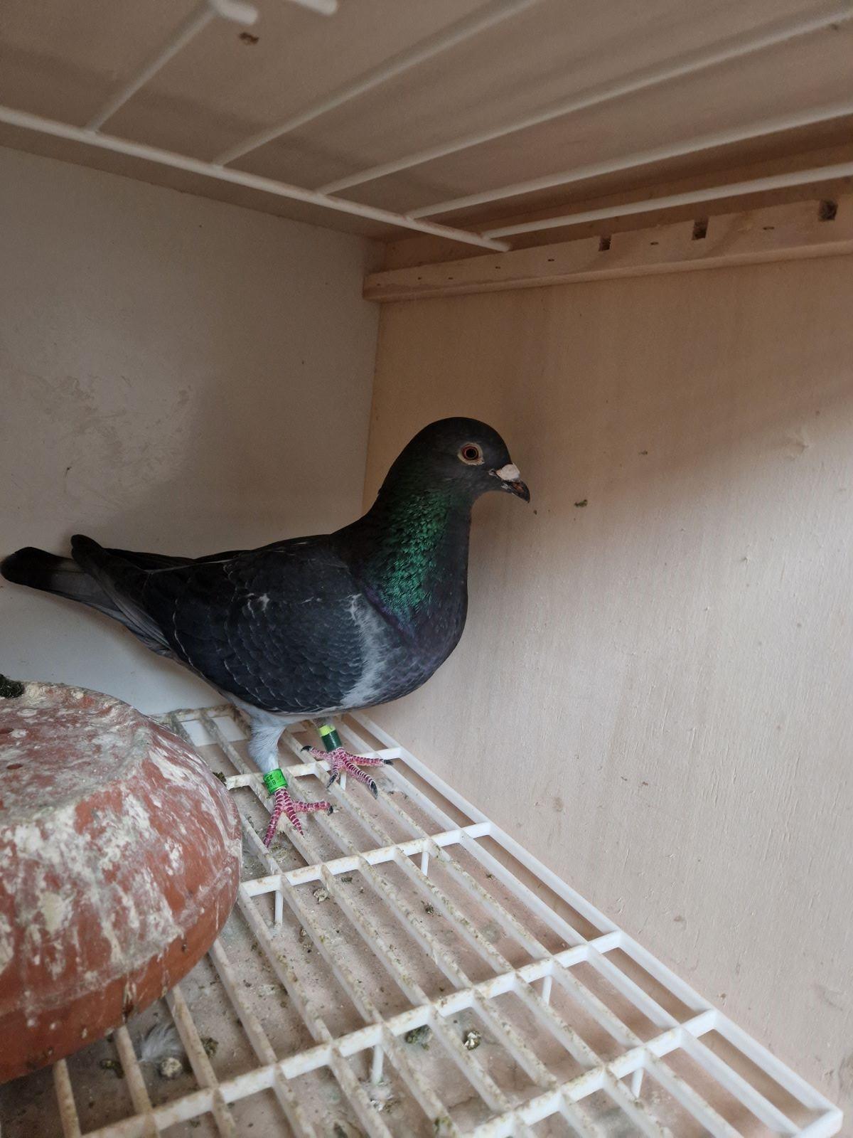 BE23-5088065 '065' 1e Vervins 4/05/24 GEWEST MIDDEN >Jozef & Stefan Lesage (+Foto/Stamboom)