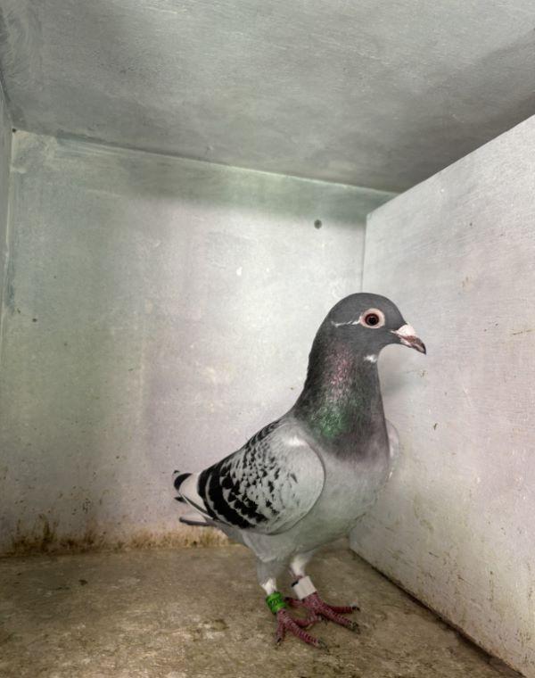 BE23-2022221 '221' 1e Momignies 13/04/24 Samenspel HAGELAND >Tim Van Roy (+Foto/Stamboom)