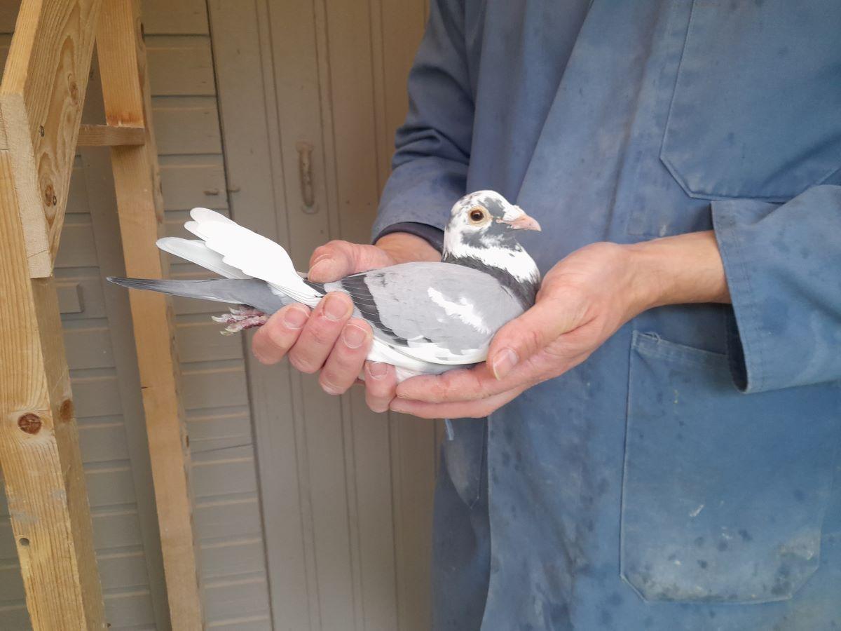 BE20-2003253 '253' > 1e PR Vierzon 24 VL-BR >Ante & Tom Platteau (+Foto/Stamboom)