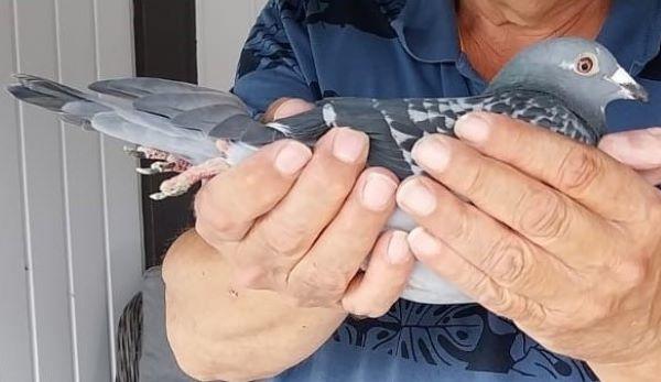 BE22 5015175 '175' > 1e Sens 20/05/24 GEWEST OOST > Antoine Schoefs & Zn (+Foto/Stamboom)