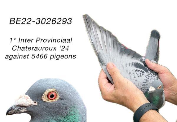 BE22-3026293 'Jo' > 1e INTPR/1e PR Chateauroux 24 IWV >Chris Lefevre (+Foto/Stamboom)*