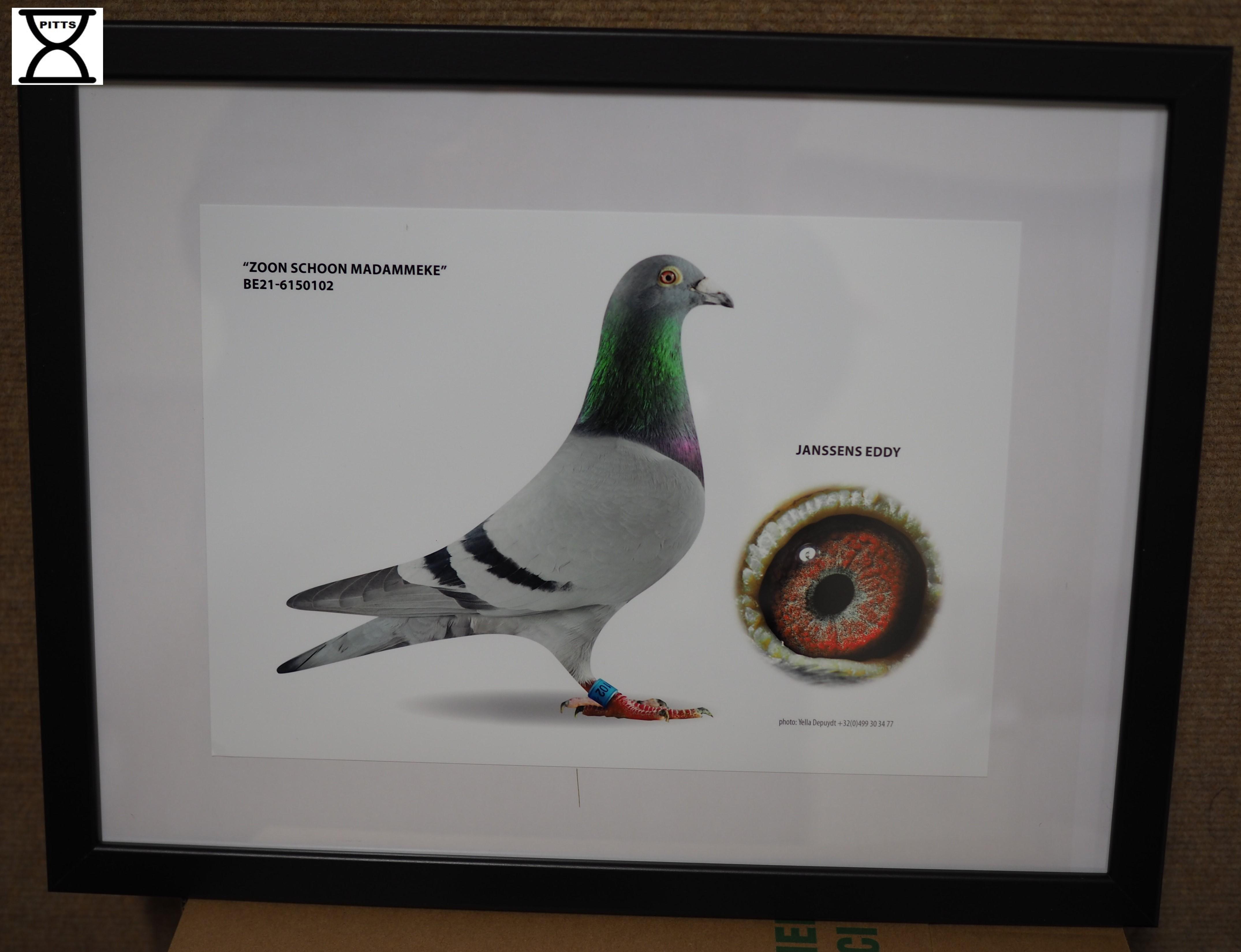 janssens-eddy-pitts-be21-6150102-zoon-schoon-madammeke-pitts-foto-1.jpg