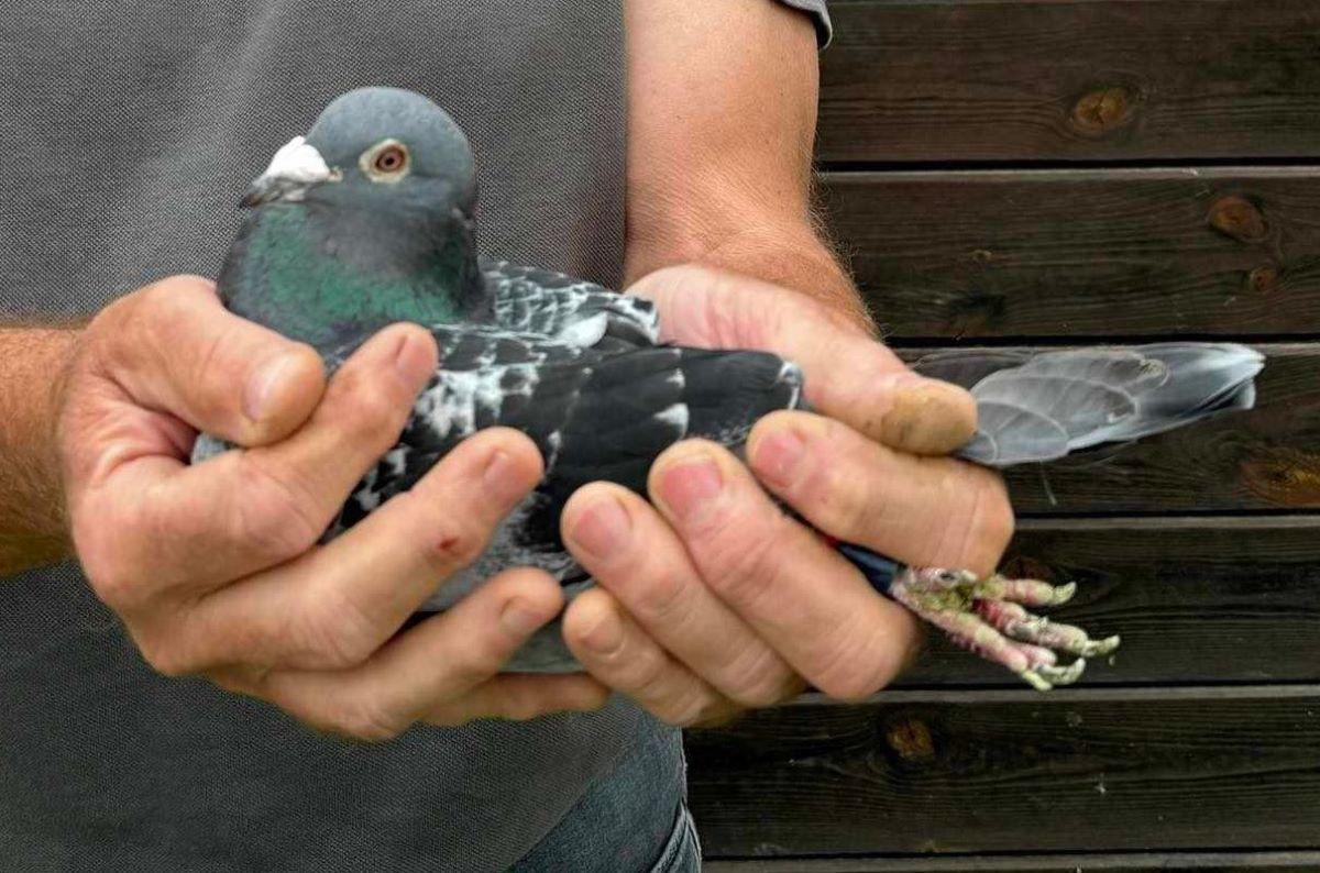 BE22-5109203 '203' > 6e ZC/1e PR Poitiers (Vivonne) 24 >Nico Reynders (+Foto/Stamboom)*