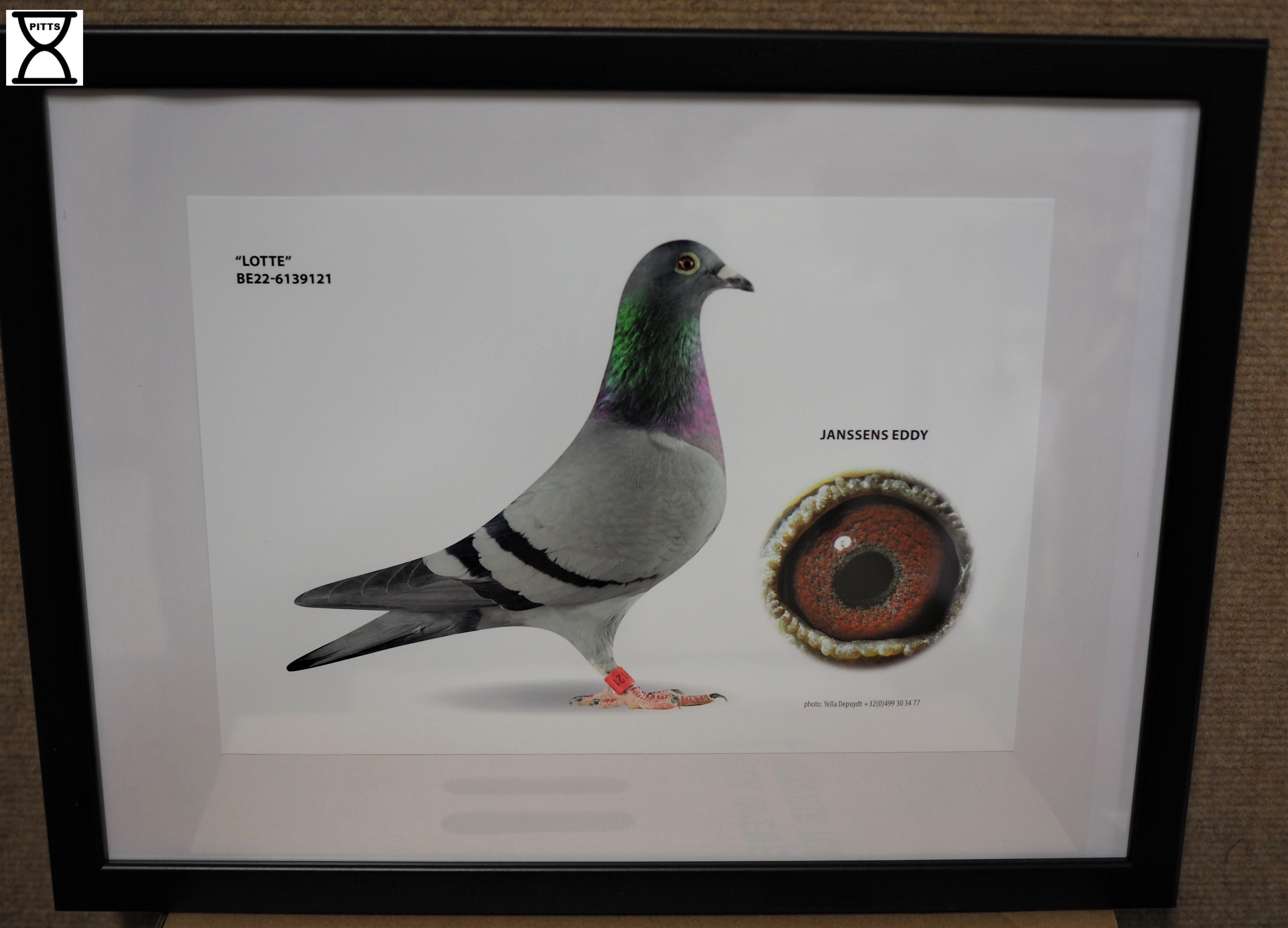 janssens-eddy-pitts-be22-6139121-lotte-pitts-foto-1.jpg
