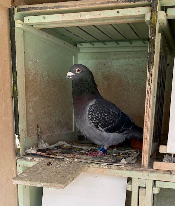BE21-5070846 '846' > 1e Soissons 23/06/24 Sector WEST LIMBURG >Lucien Vandebroek (+Foto)