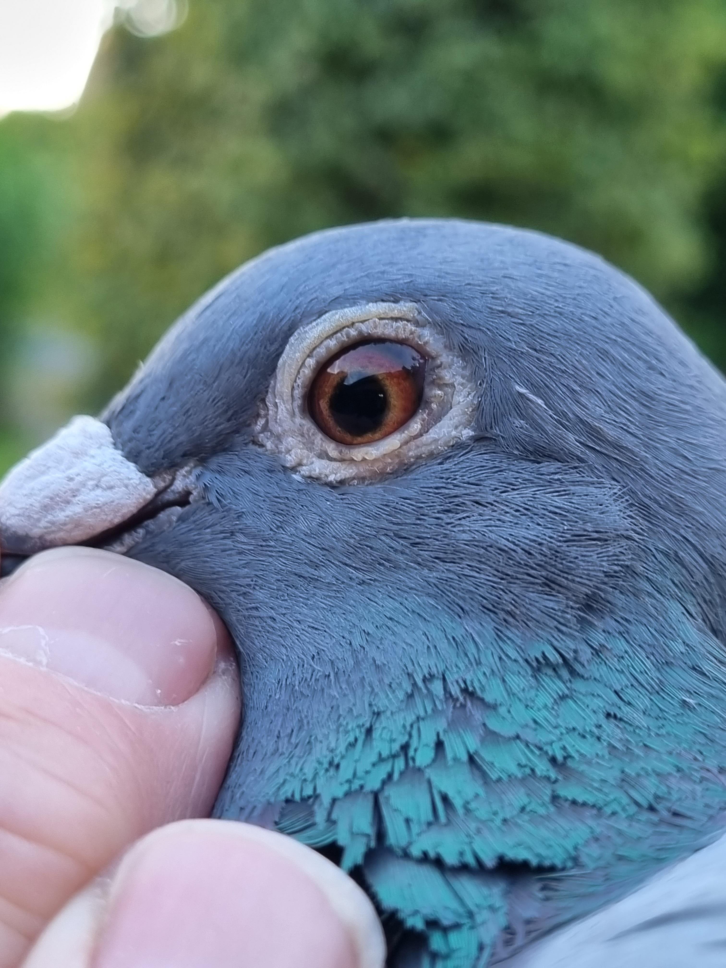 BE23-4078609 'Nadine' > 1e B1/1e PR Argenton I 24 >Kris Boeykens (+Foto/Stamboom)*