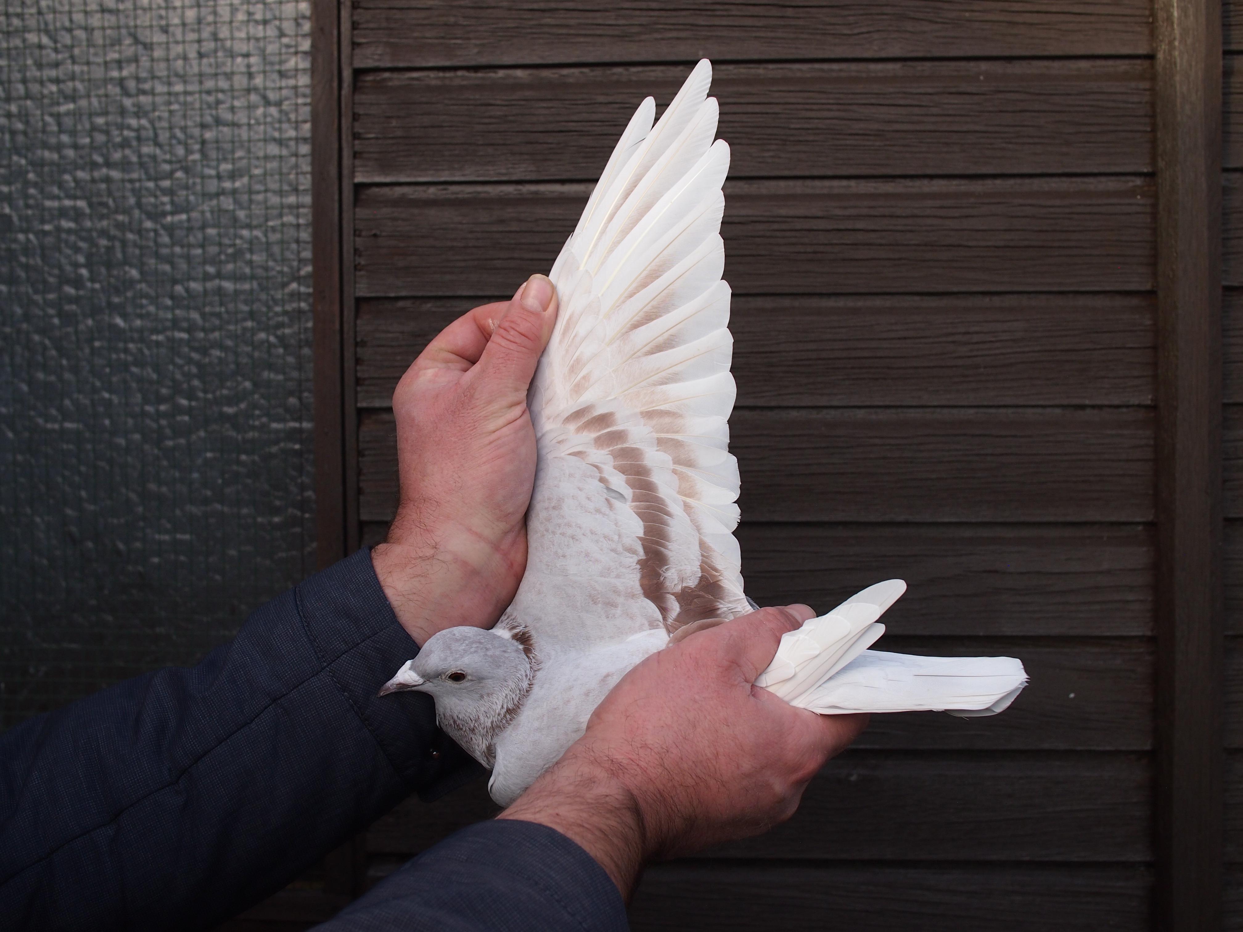 pitts-lambrechts-pigeons-pitts-be22-6032547-547-6.jpg